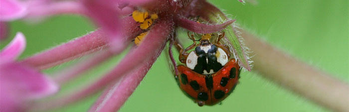 Ladybug © Allyson Via