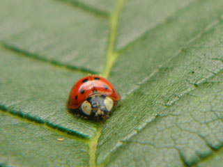 Ladybug © Eric Magnussen