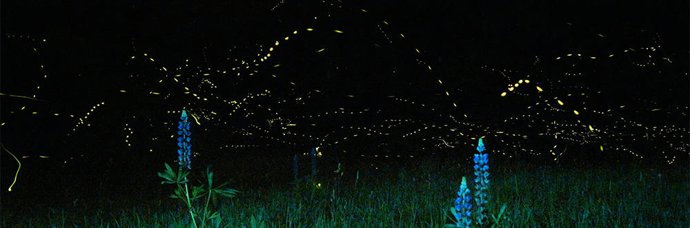 Lupines & Fireflies © Mike Lewinski (CC BY 2.0) via Flickr