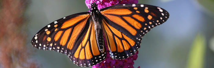 Monarch butterfly © Liana Jackson