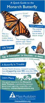 Monarch butterfly quick guide
