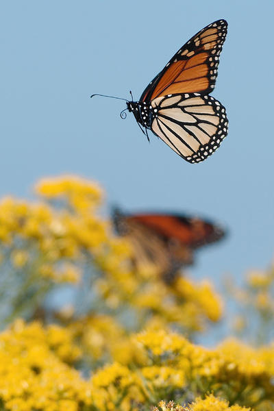 Monarchs feeding on goldenrod flowers in early fall © Dennis Durette