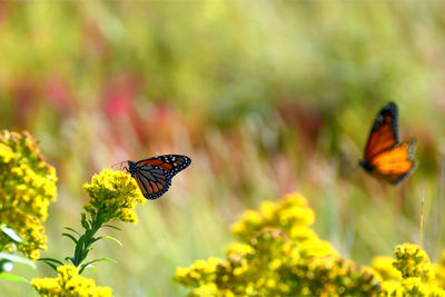 Monarchs in goldenrod field © Suzette Johnson