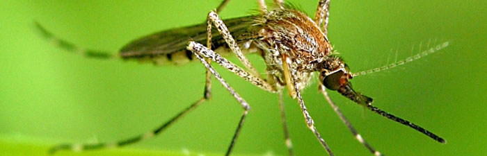 mosquito © David Cappaert, Michigan State University, Bugwood.org