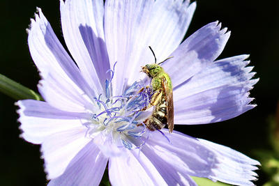 Native green bee on a purple flower © Marianne Woods