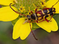 Notch-tipped Flower Longhorn beetle © Mary Keim (via Flickr)