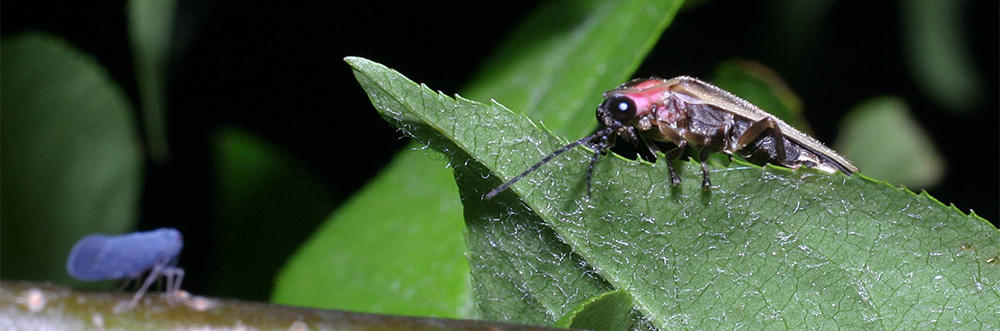 Photinus firefly foraging for food © Don Salvatore