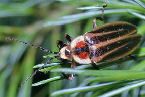 Photuris versicolor © Don Salvatore