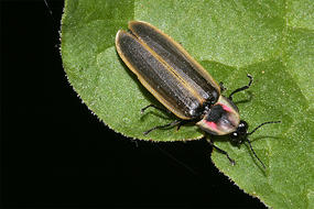 Pyractomena borealis © Don Salvatore