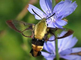 Snowberry clearwing hummingbird moth © Jon Yuschock, bugwood.org