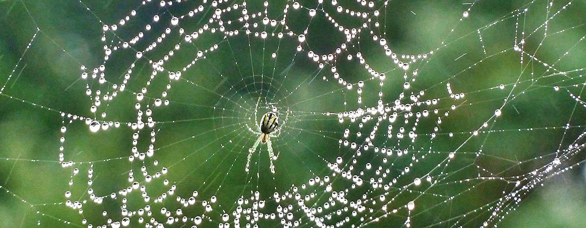 Spider in a web covered with rain drops © Rod Parker