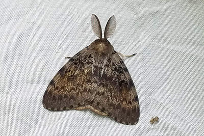 Spongy Moth male (Lymantria dispar) by Erin Ellingwood