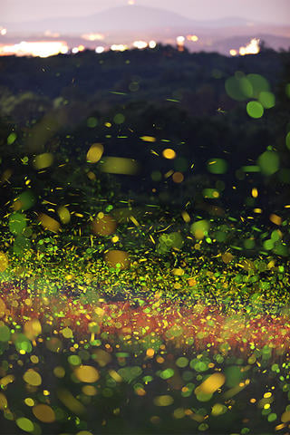 Swirling cluster of flashing fireflies © Jonathan McElvery