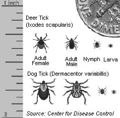 Tick Species Chart