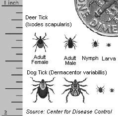 Tick ID chart
