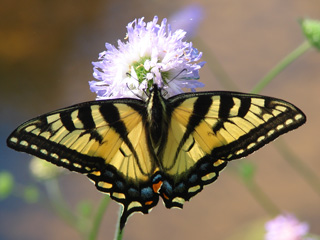 tiger swallowtail butterfly © John Galluzzo,  Mass Audubon