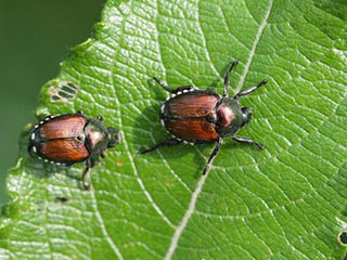 Two Japanese beetles © Steven Katovich, USDA Forest Service, Bugwood.org