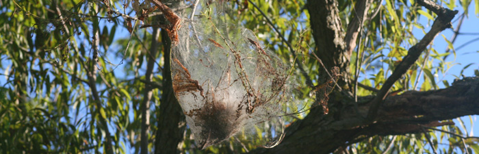 webworm © Alison Hunter