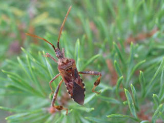 Western Conifer Seed Bug © Dawn Dailey O'Brien, Cornell University, bugwood.org