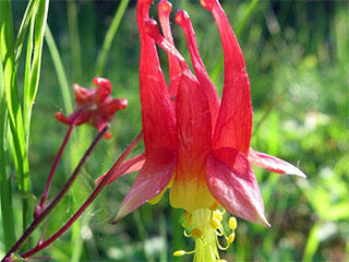 Wild columbine
