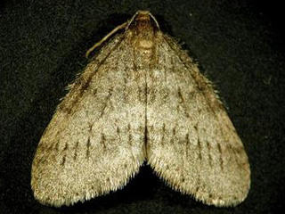 winter moth © Robert Childs, University of Massachusetts, Bugwood.org