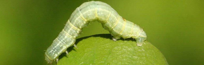 Winter moth caterpillar © Milan Zubrik, Forest Research Institute, Slovakia, Bugwood.org