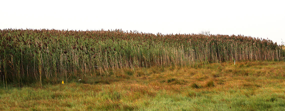 Dense stand of Common Reed (Phragmites australis) in a marsh