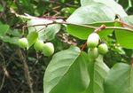 Hardy Kiwi fruit & leaves