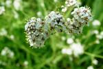 Perennial Pepperweed flower
