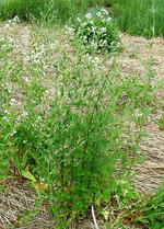 Perennial Pepperweed growth habit