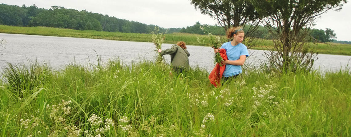 Volunteers pulling perennial pepperweed in the Great Marsh