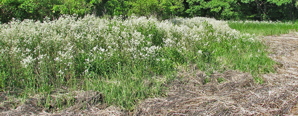 Perennial Pepperweed (Lepidium latifolium) invading the edge of a salt marsh