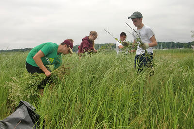 Students pulling invasive pepperweed in the Great Marsh