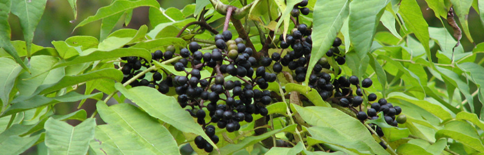Amur Cork Tree fruit and leaves