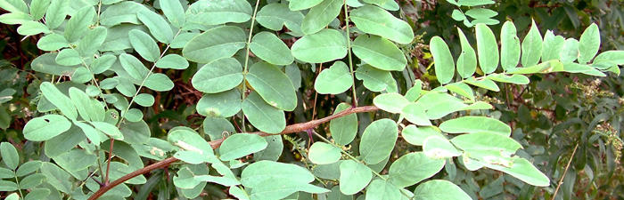 Black locust leaves