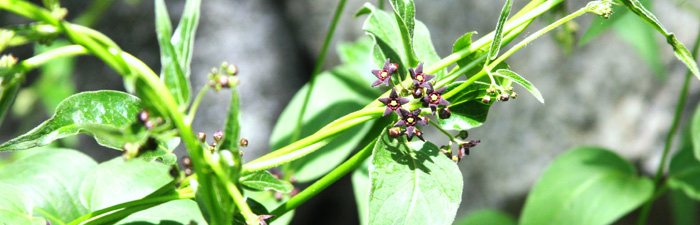 Black swallow wort flowers and leaves