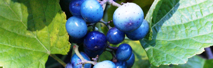 Fruit of porcelain-berry plant