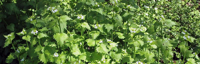 Garlic mustard plants in bloom