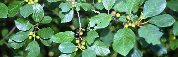 Glossy buckthorn leaves and unripe fruit