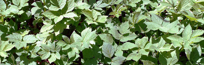 Goutweed leaves