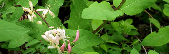 Honeysuckle leaves and flowers