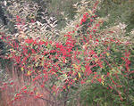 Autumn-olive-fruit-600