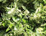Autumn-olive-in-bloom-600