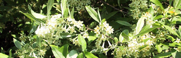 Autumn Olive in Bloom