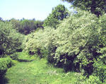 Autumn-olive-infestation-in-field-600