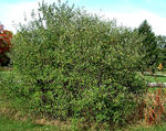 Mature-autumn-olive-shrub-600