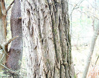 Black-locust-bark-600