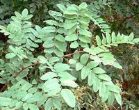 Black-locust-compound-leaves-600