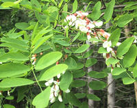 Black-locust-leaves-and-flowers-600