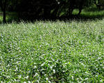 Black-swallow-wort-invasion-in-a-field-600